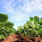 , Produtores de feijão da região de Unaí migram para o plantio de soja