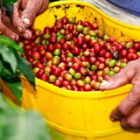 Produção de café da colômbia será de 9 milhões de sacas, alta de 9%
