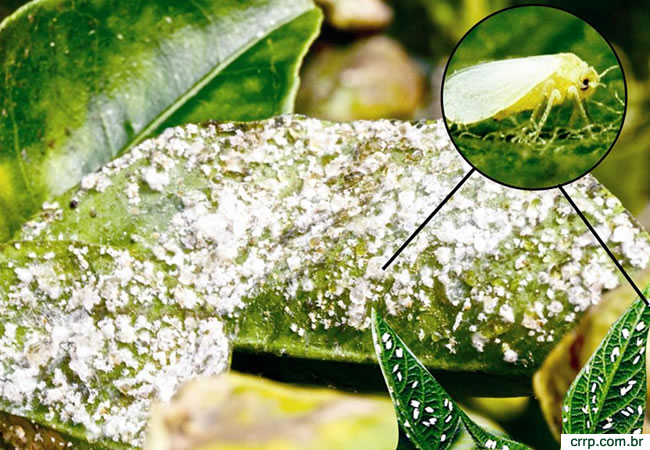 mosca-branca-feijao-unai