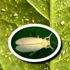 , Mosca branca e estiagem afetam o feijão plantado no noroeste de Minas Gerais