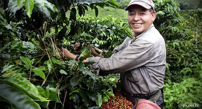 colheita-cafe-colombia-grande